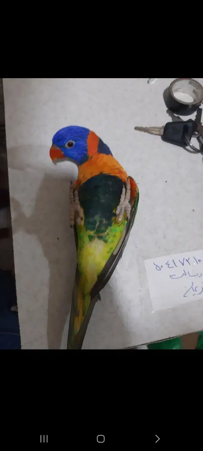 انواع طوطیسانان راهب ملنگو گرینچیک ....|پرنده|قم, انسجام|دیوار