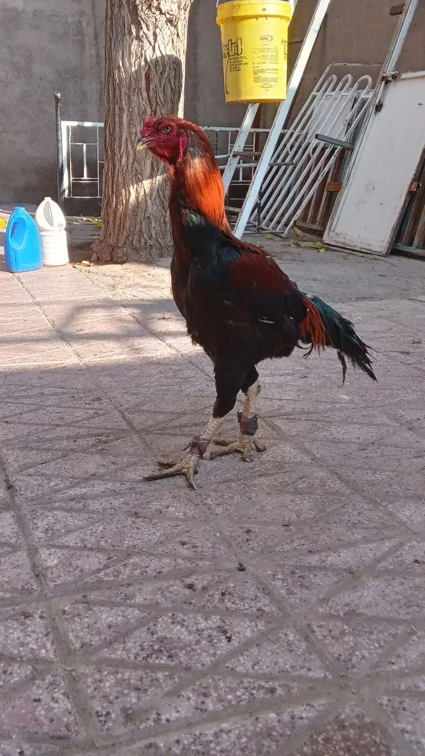 خروس همچی تموم|حیوانات مزرعه|تربت جام, میان جام|دیوار