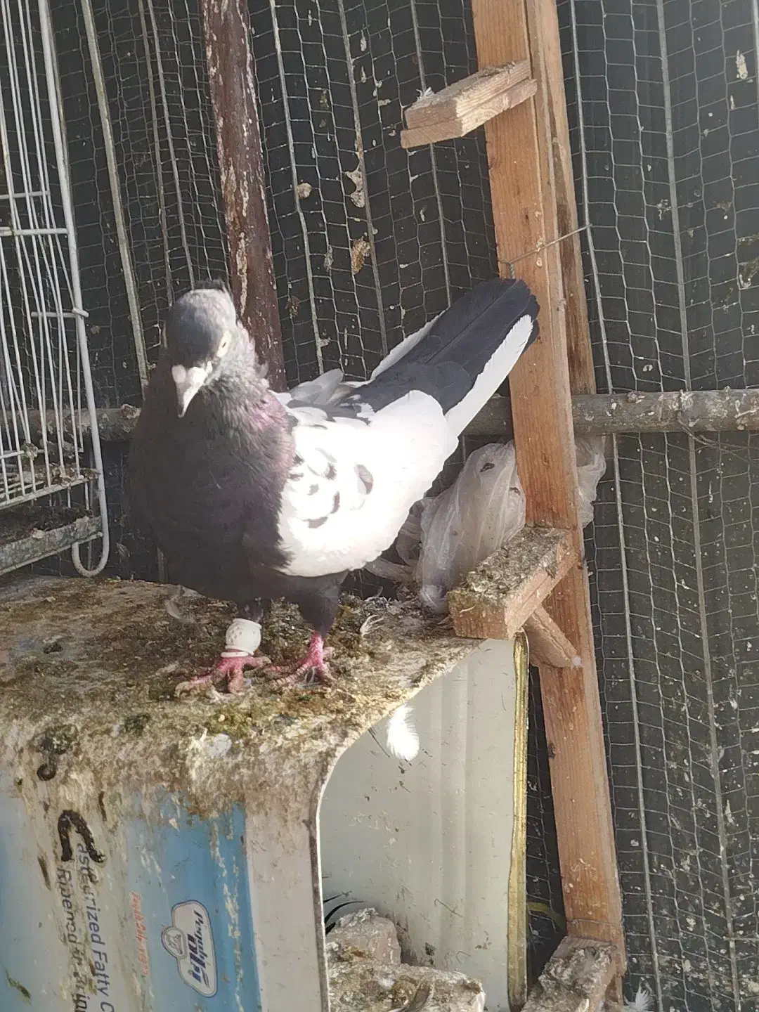 کبوتر|پرنده|گلمکان, |دیوار