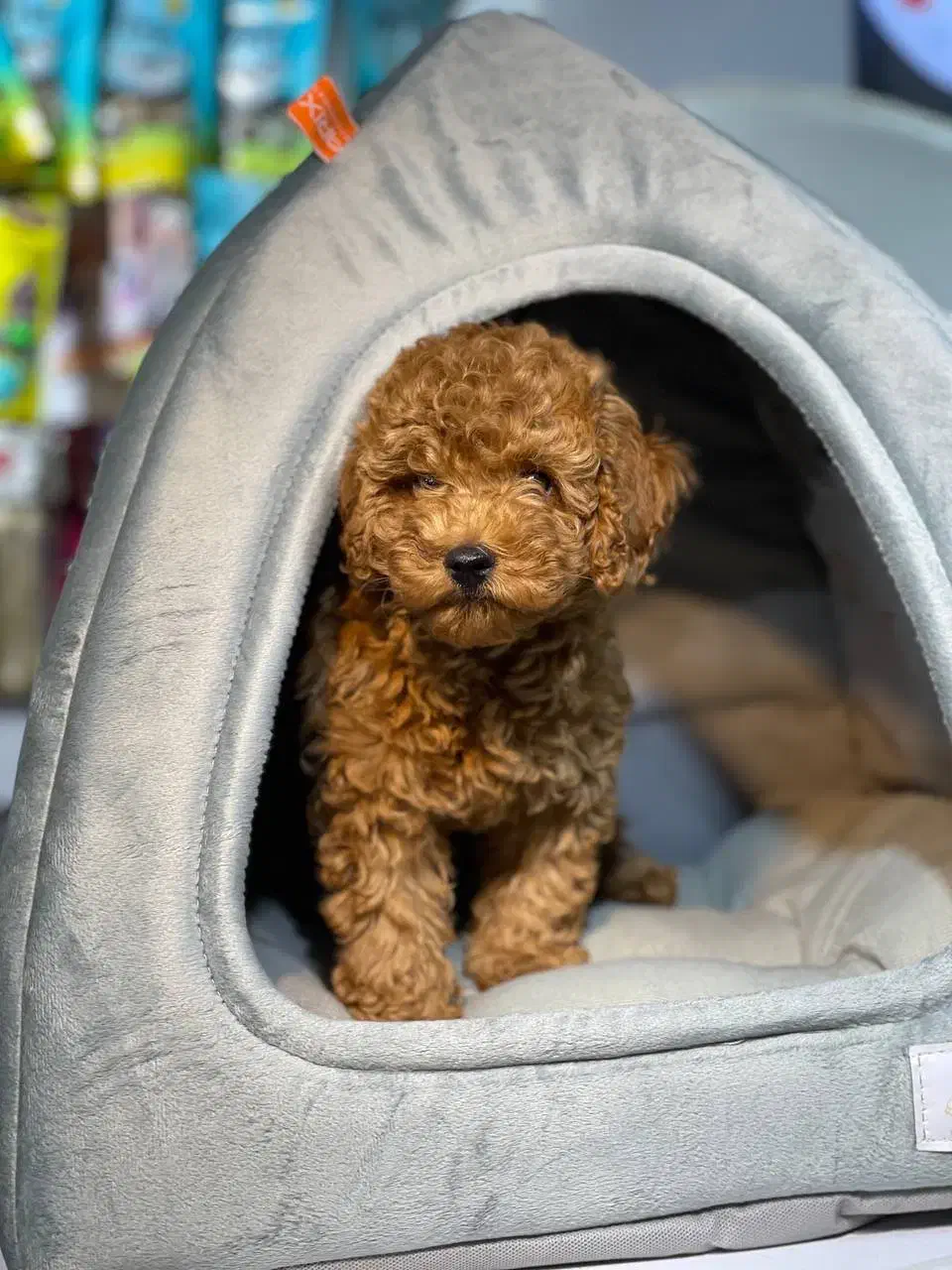 پودل عروسکی (ارش اسدی)اسدی پت|سگ|تهران, قیطریه|دیوار