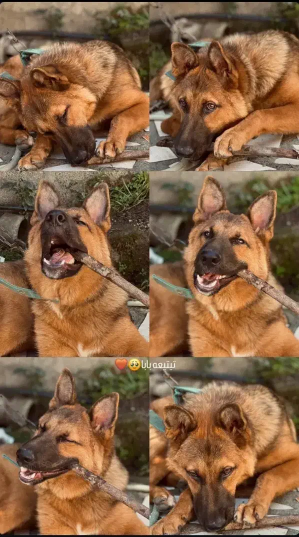 توله سگ ژرمن|سگ|رضوانشهر, |دیوار