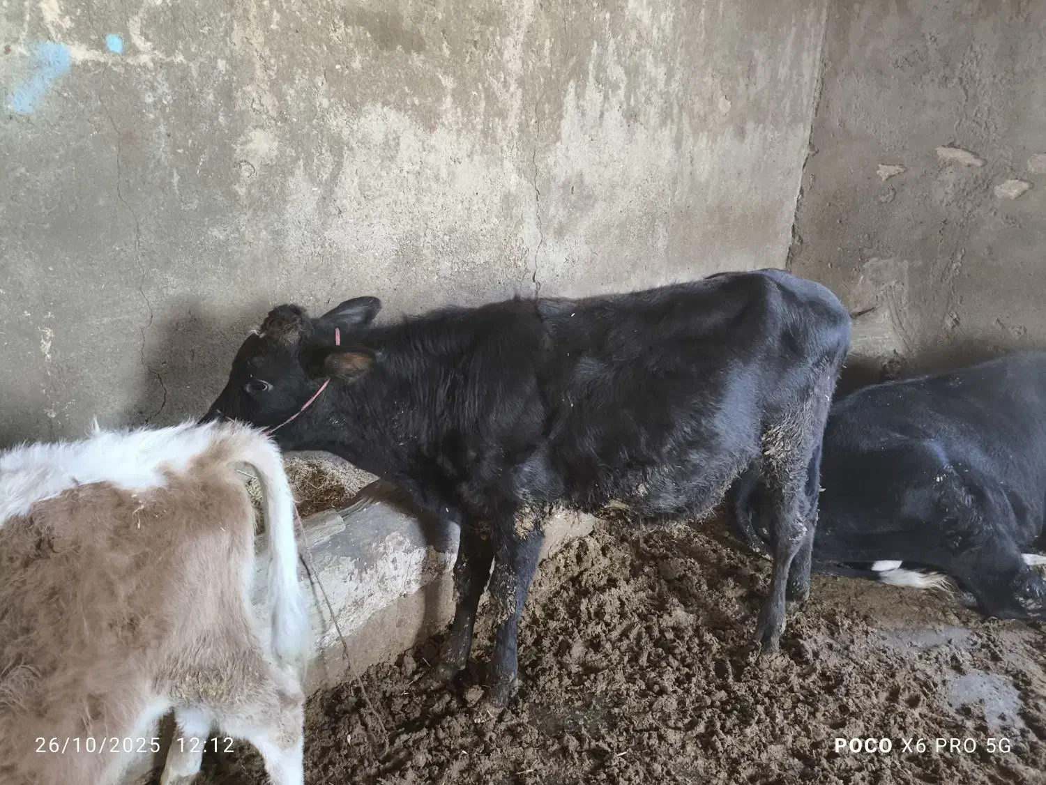 دو عدد گوساله نر دانه ای 50ملیون|حیوانات مزرعه|بیستون, |دیوار