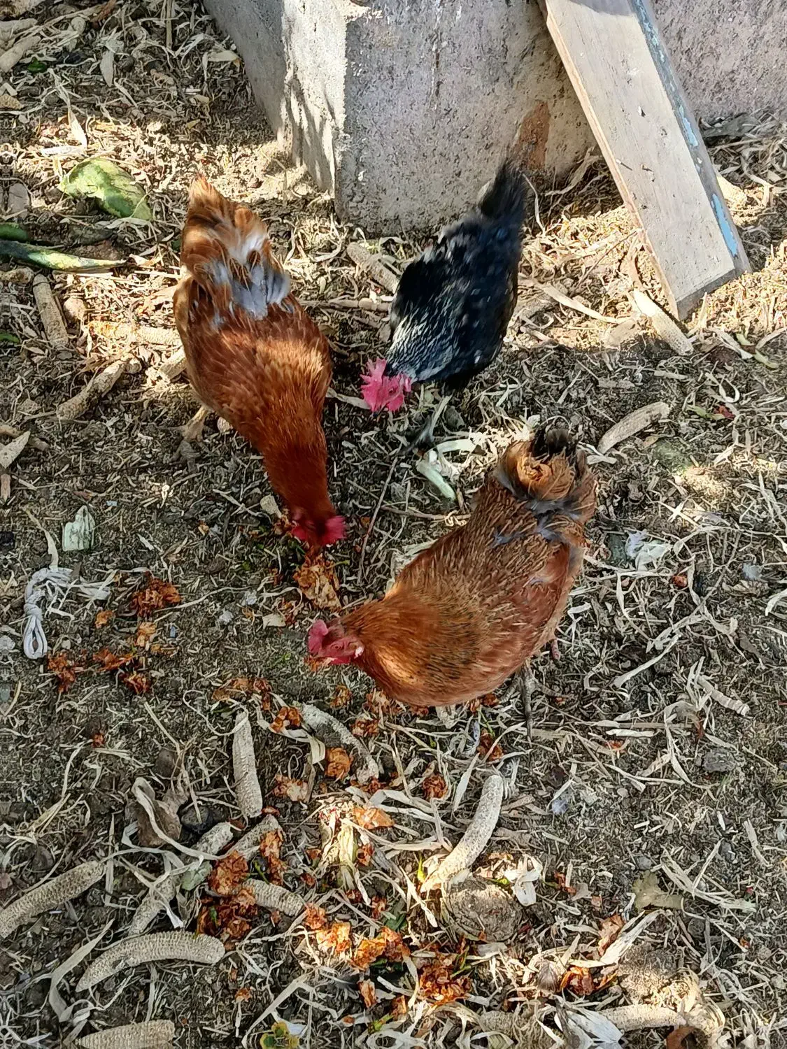 سه عدد مرغ|حیوانات مزرعه|شبستر, |دیوار