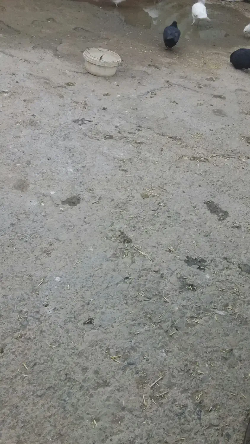 زاغ جوانه ماده|پرنده|سنقر, |دیوار