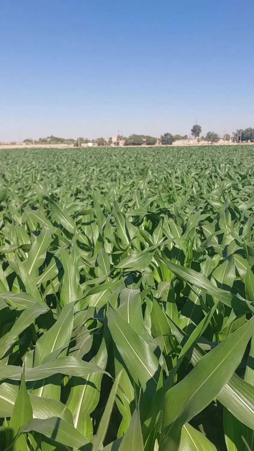 ذرت‌علوفه‌|عمده‌فروشی|گلبهار, نوبهار|دیوار