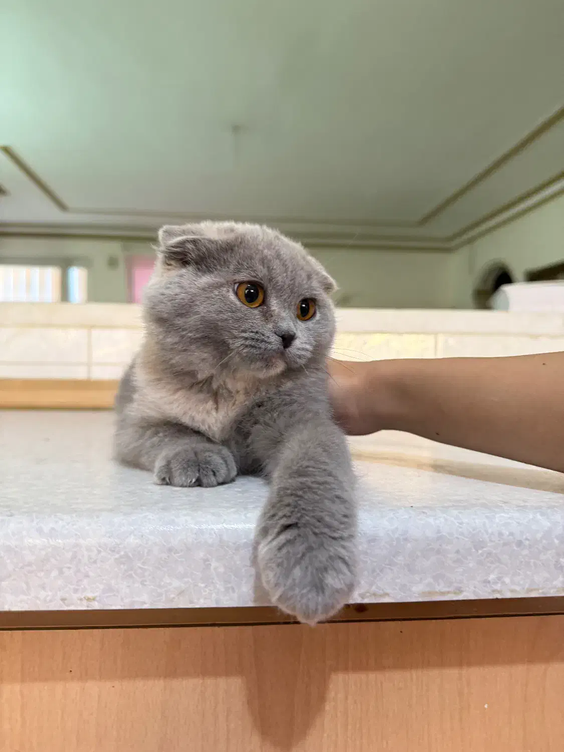 اسکاتیش فولد ماده|گربه|رفسنجان, |دیوار