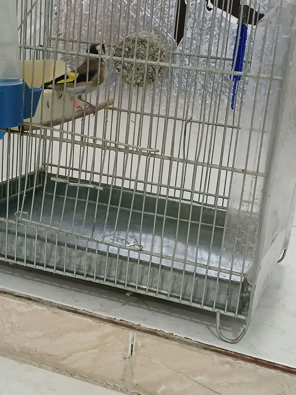 سهره کیاسر دهن بلبلی|پرنده|صباشهر, |دیوار