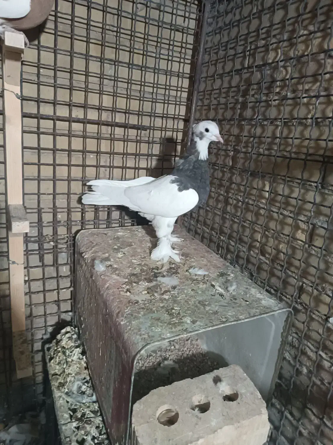 طوقی ماده|پرنده|شیراز, عادل آباد|دیوار