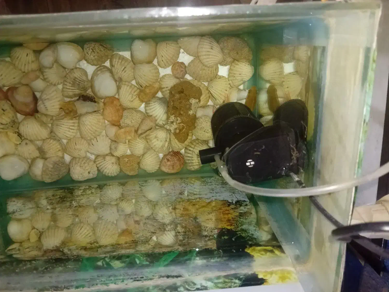 اکواریوم سالم|ماهی|بومهن, |دیوار