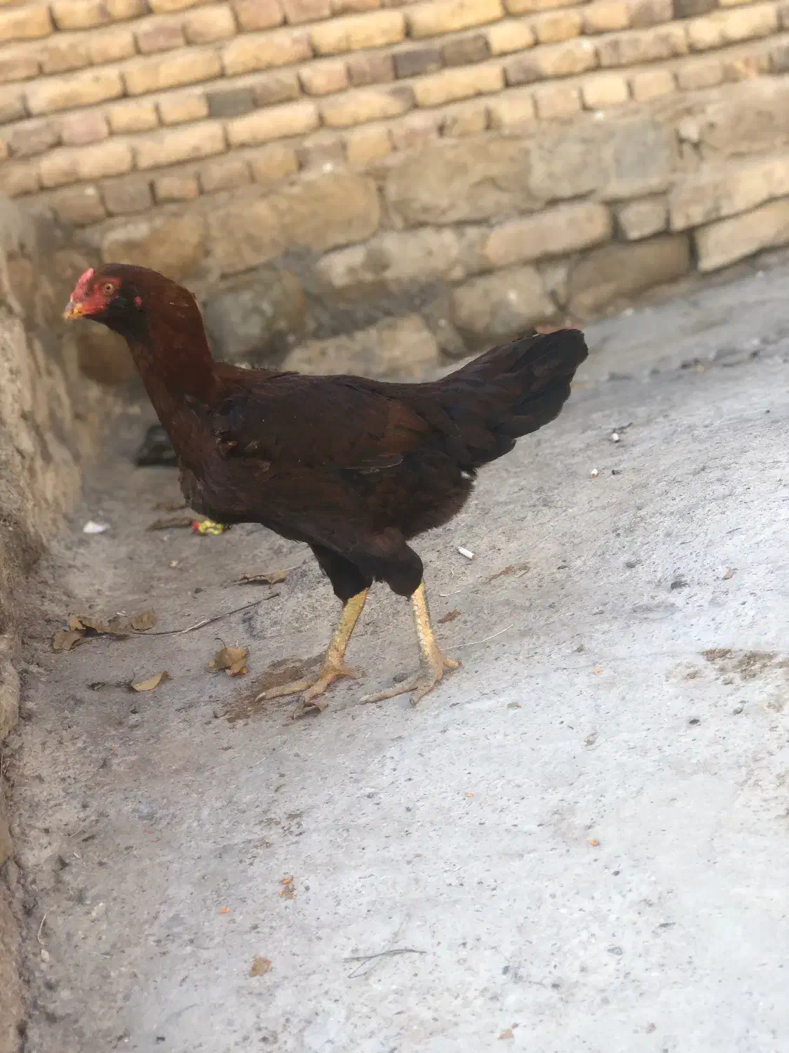 مرغ لاری اصل|حیوانات مزرعه|صومای برادوست, |دیوار