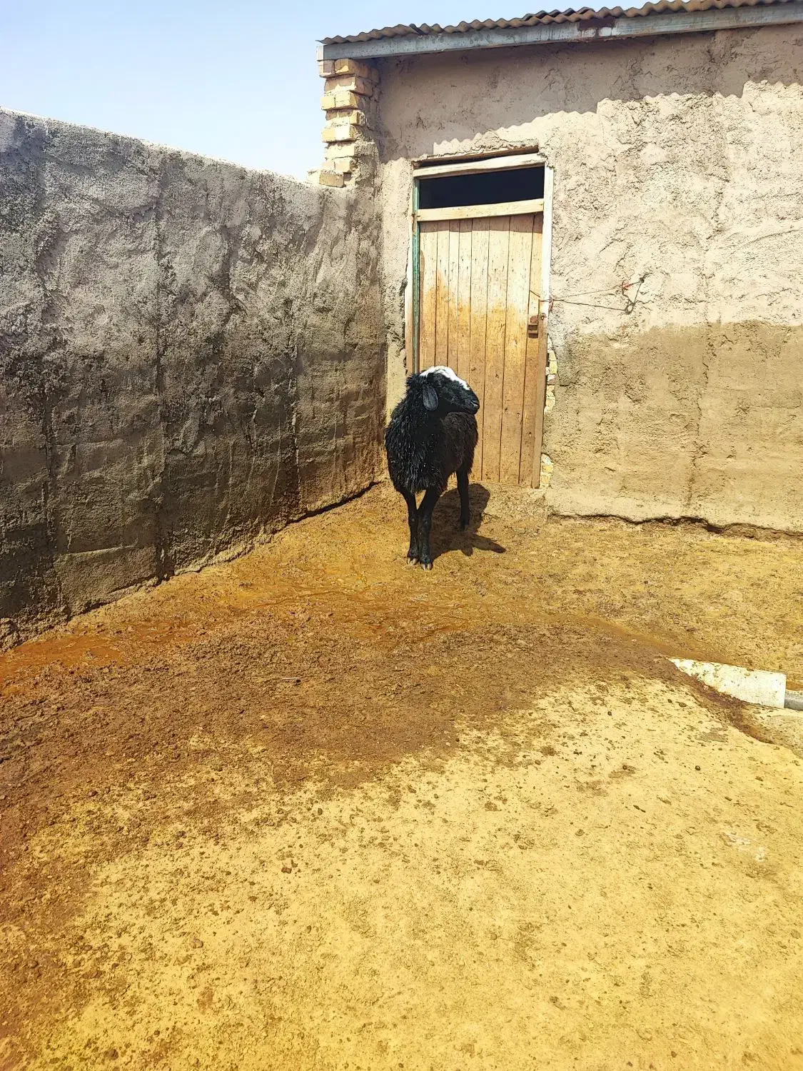 قوچ|حیوانات مزرعه|بوئین زهرا, |دیوار