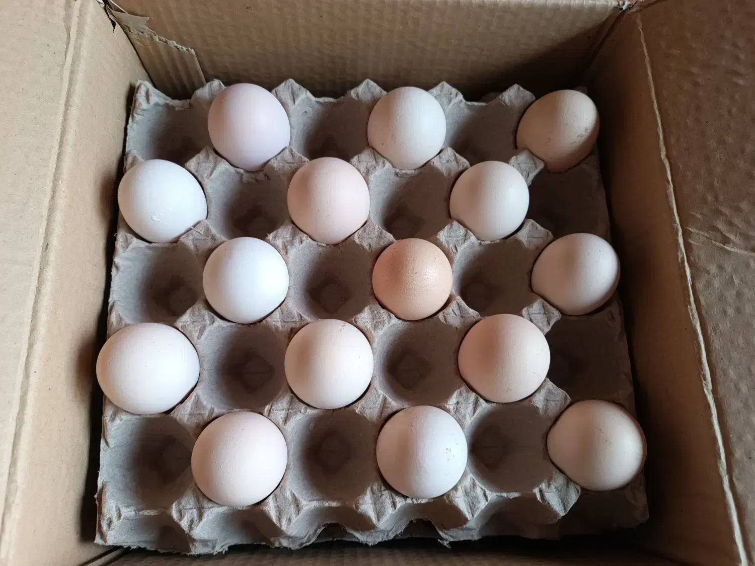 تخم مرغ محلی دوزرده و بلدرچین|خوردنی و آشامیدنی|مشهد, توس (بلوار توس)|دیوار