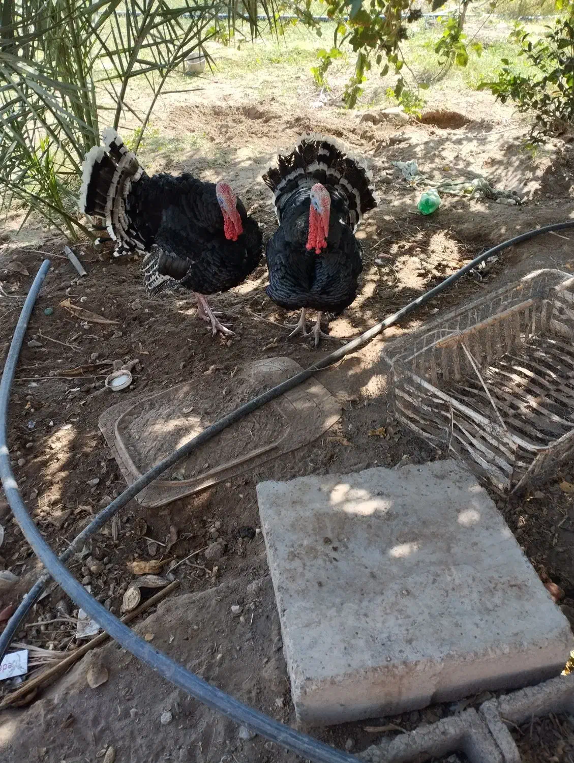 بوقلومون|حیوانات مزرعه|گنبکی, |دیوار