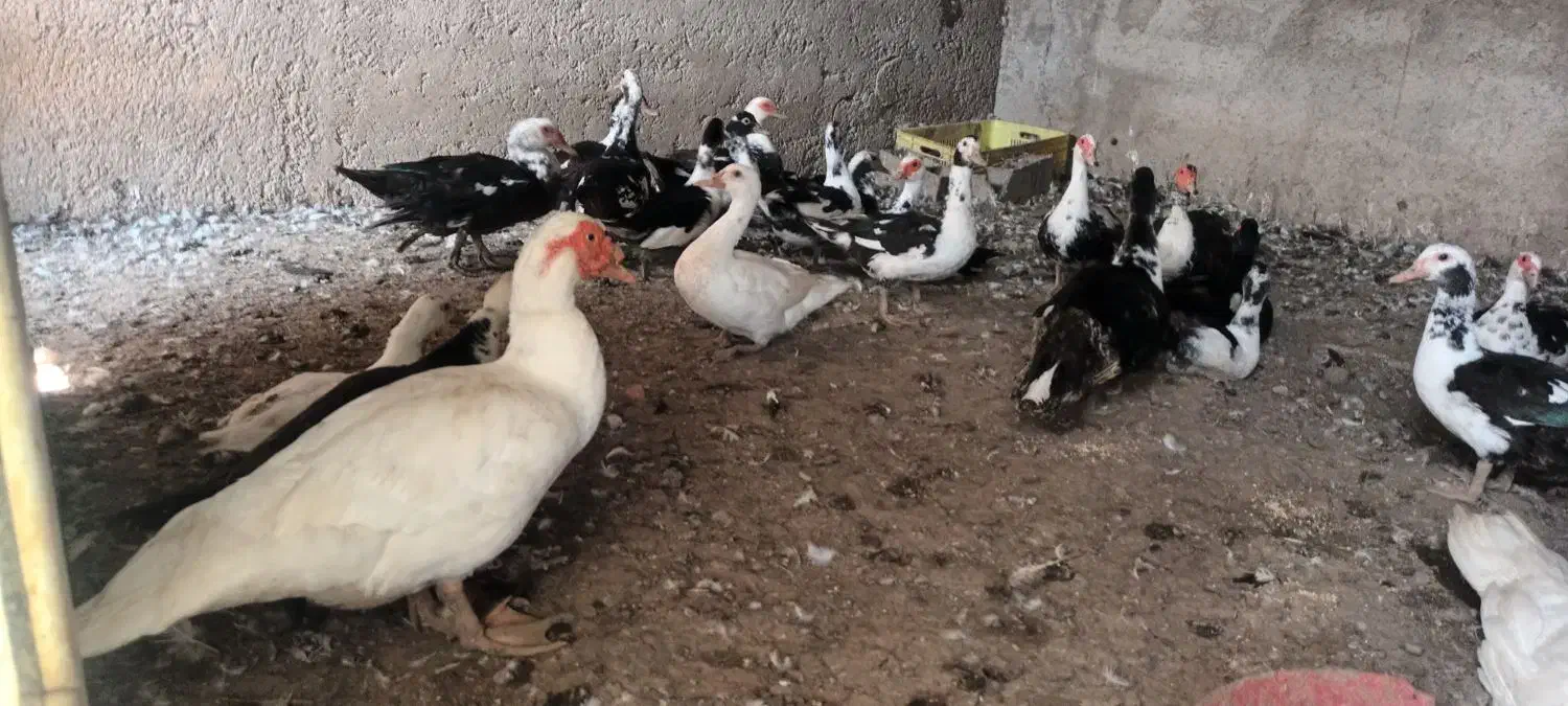 فروش اردک روسی یا اسرائیلی، ۳۵ عدد|حیوانات مزرعه|کلاردشت, |دیوار