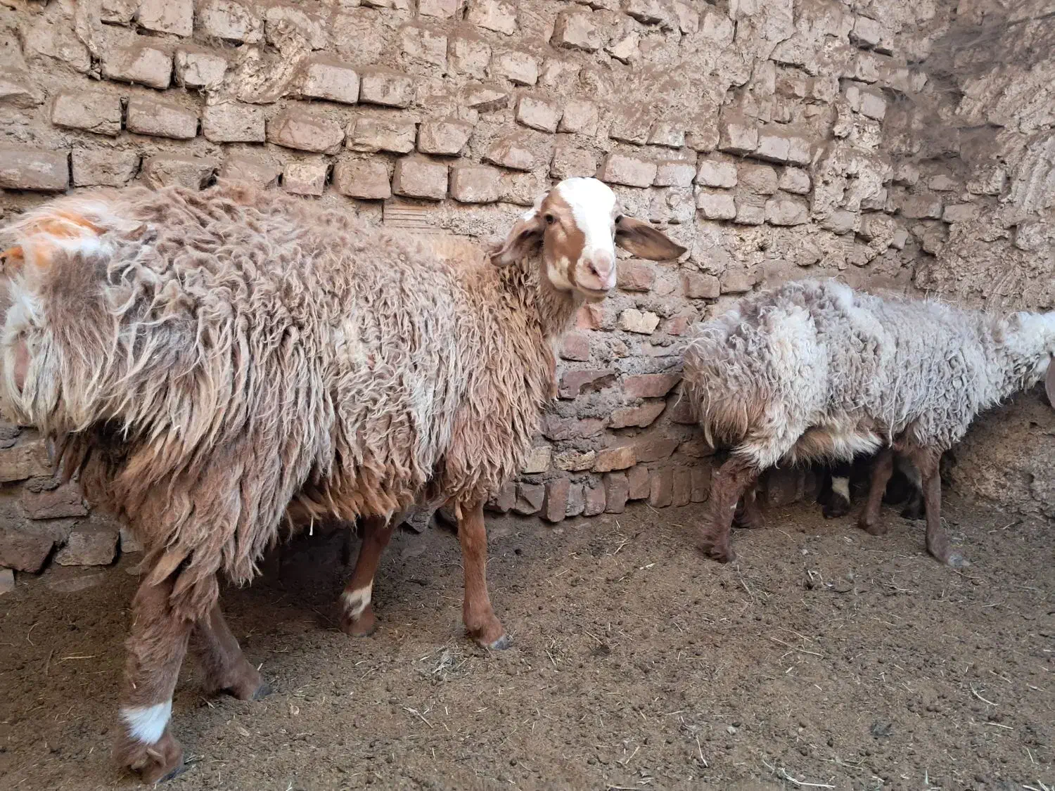 میش زاییده و بره نر|حیوانات مزرعه|بیرجند, |دیوار