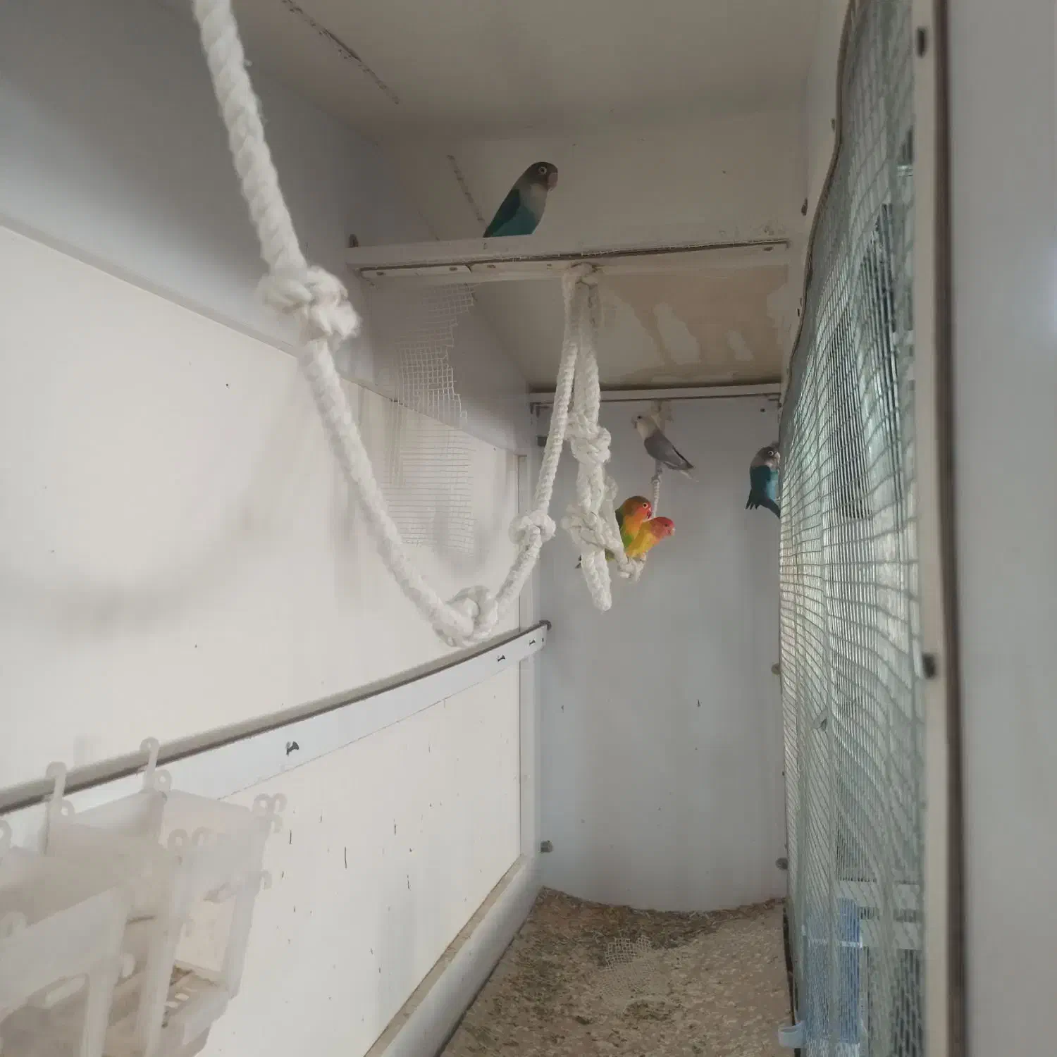 طوطی برزیلی جفت مولد سه جفت|پرنده|بهار, |دیوار