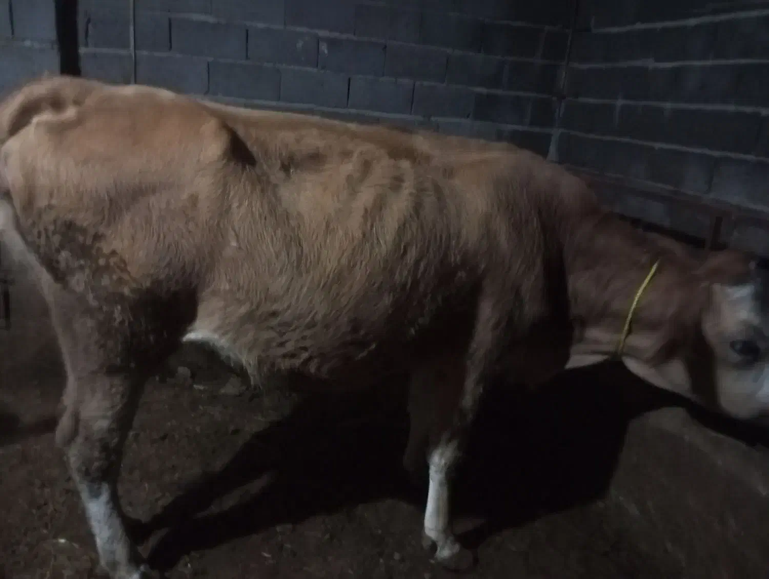 گاوشکم اول|حیوانات مزرعه|کشاورز, |دیوار