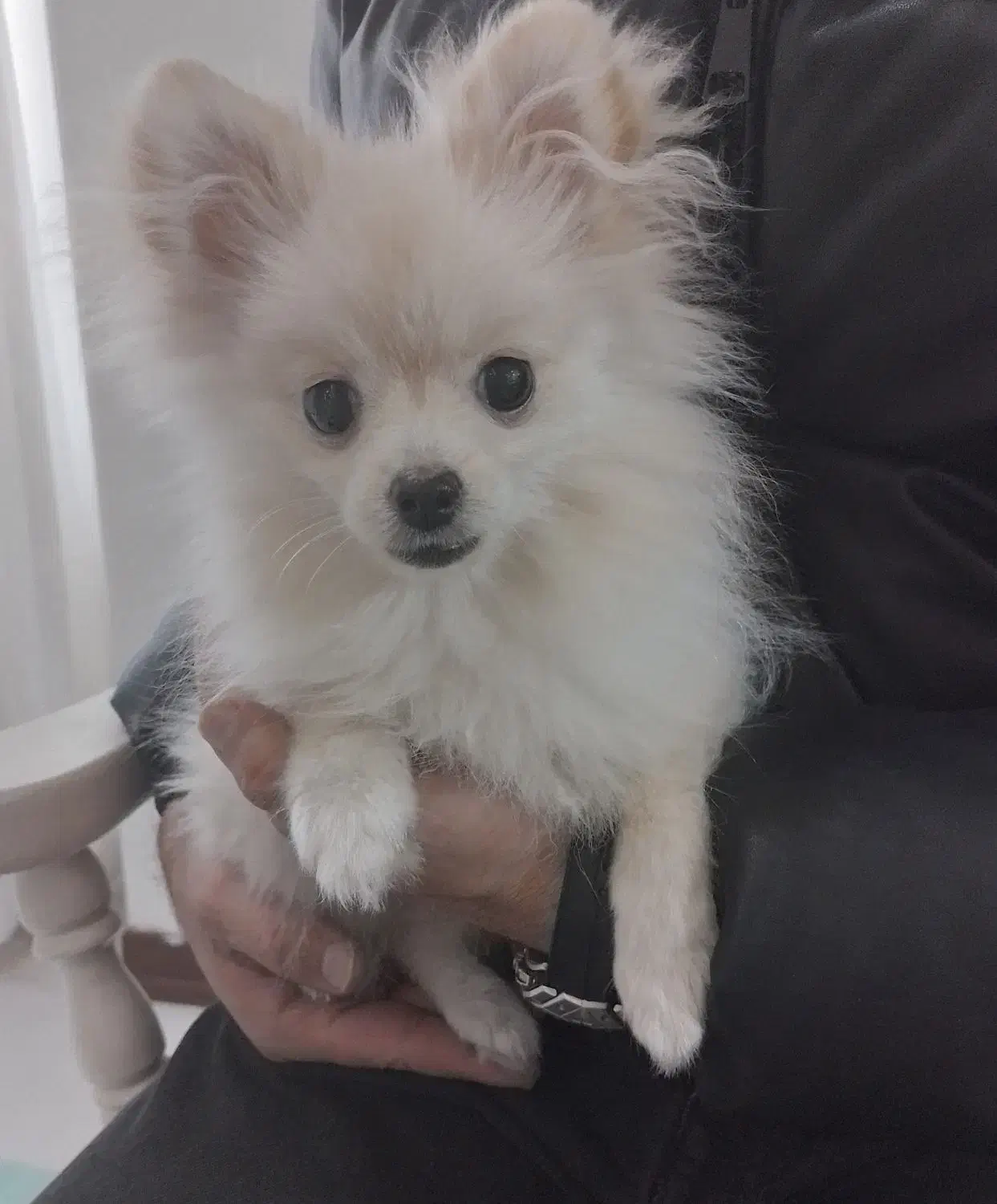 سگ پامرانین|سگ|تهران, بیسیم|دیوار