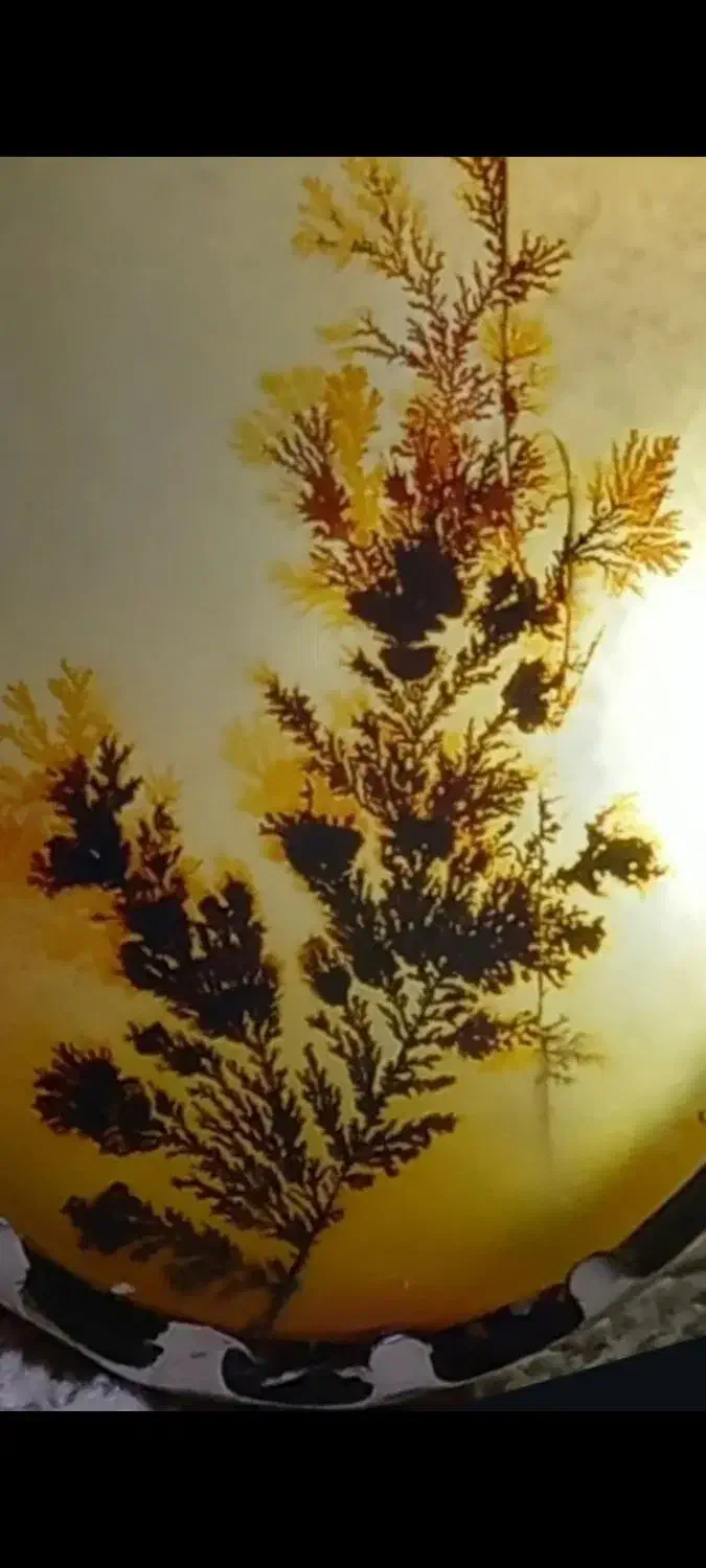 شجر|کلکسیون اشیاء عتیقه|تهران, شهرآرا|دیوار