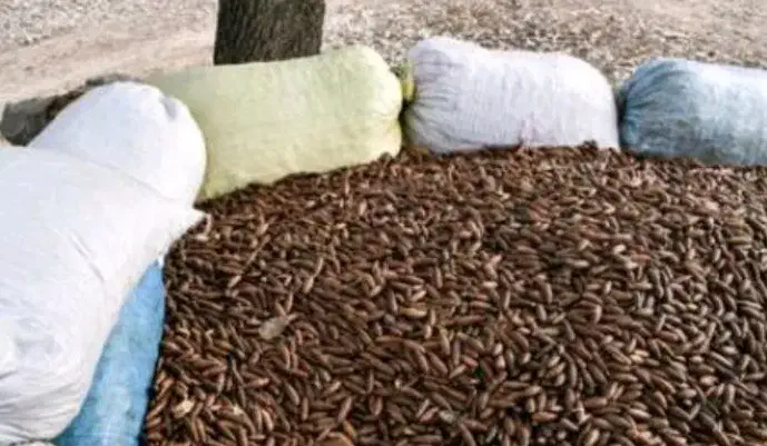 آرد بلوط دامی و خروس محلی|لوازم جانبی حیوانات|مرودشت, فاز اول شهرک فرهنگیان|دیوار