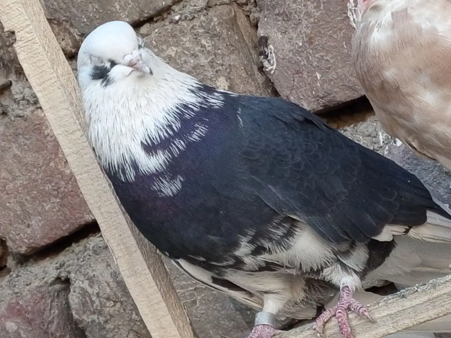 کفتره کفتر بازی زحمت کشیده خال و پرش...|پرنده|ساوه, |دیوار