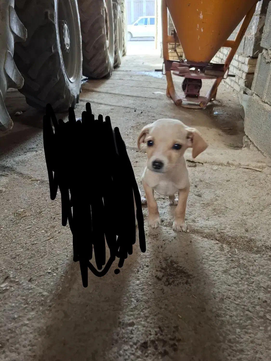 توله میکس انگلیس المان|سگ|مینودشت, |دیوار