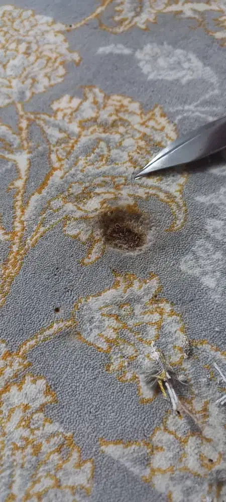 رفوکاری و رنگبرداری فرش درمحل|خدمات پیشه و مهارت|پرند, فاز ۲|دیوار