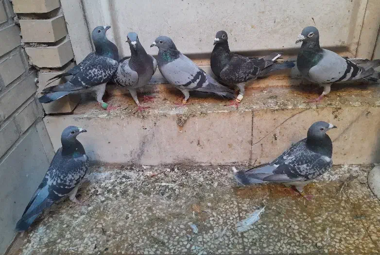 تعدادی کبوتر|پرنده|بهبهان, |دیوار