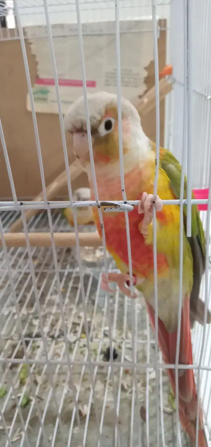 جفت گرینچیک نر و ماده|پرنده|مشهد, کوی المهدی|دیوار