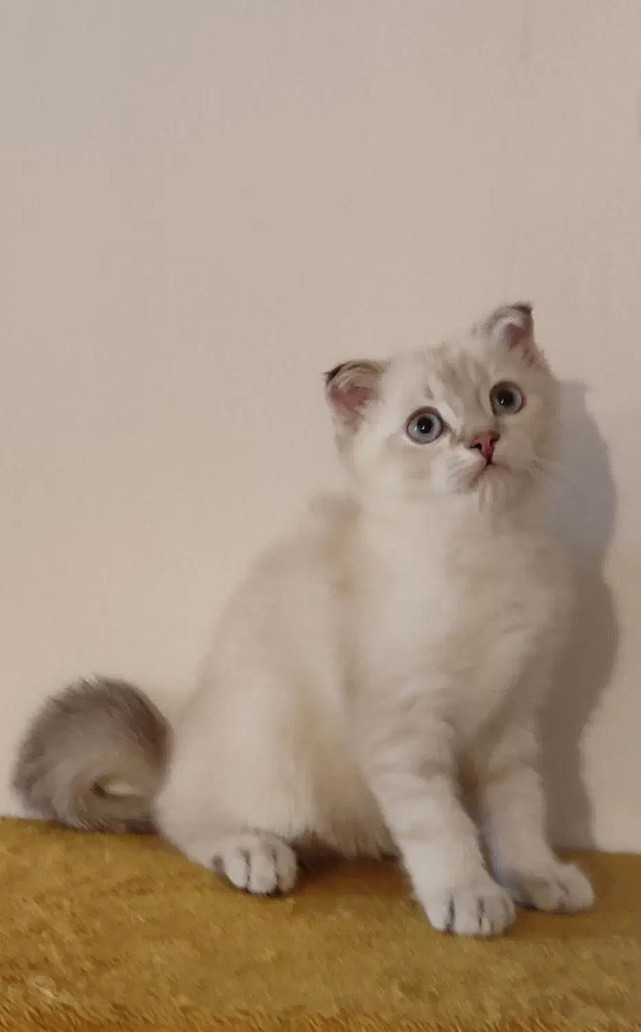 اسکاتیش فولد ۳ ماهه|گربه|ارومیه, |دیوار