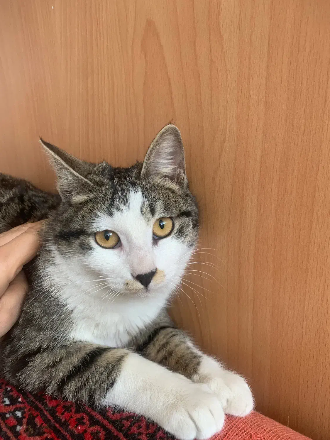 واگذاری گربه به خانواده متعهد|گربه|سبزوار, ولیعصر (نجار آباد)|دیوار