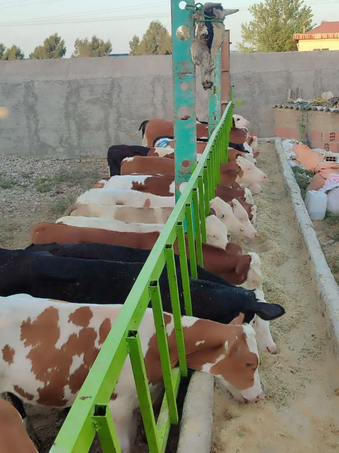 فروش ویژه گوساله سیمینتال جنس درجه یک|حیوانات مزرعه|تهران, هفده شهریور|دیوار