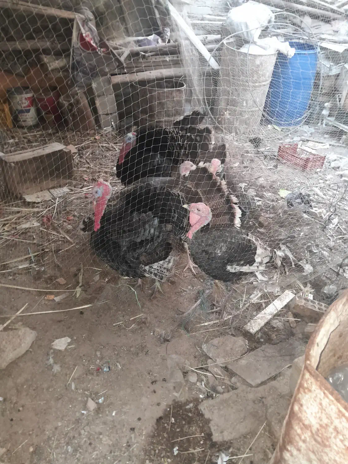 بوقلمون|حیوانات مزرعه|خرمشهر, |دیوار