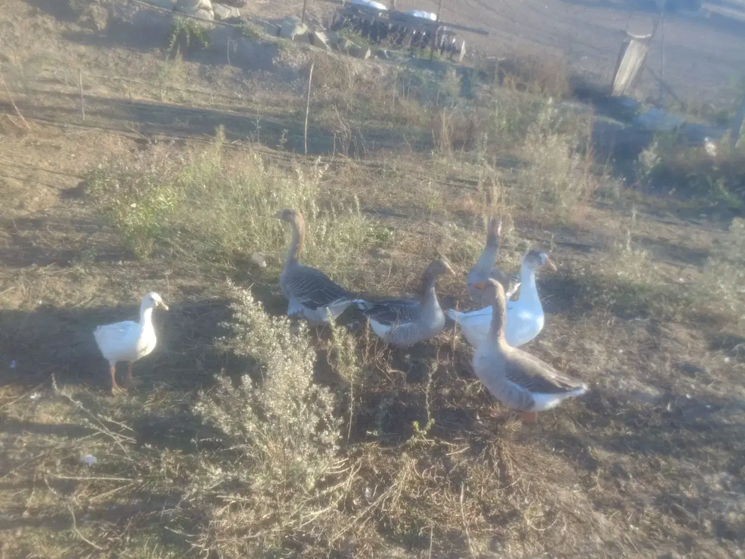 6عدد غاز گوشتی|حیوانات مزرعه|بیله سوار, |دیوار