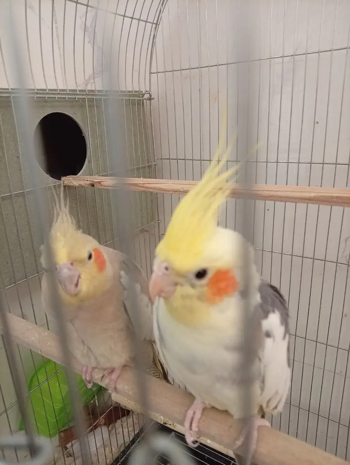 عروس هلندی دستی|پرنده|تفت, |دیوار