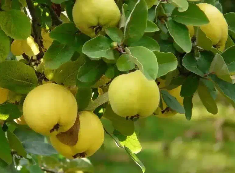 پیش فروش نهال به کهی لیبل دار|خدمات باغبانی و درختکاری|ارزوئیه, |دیوار