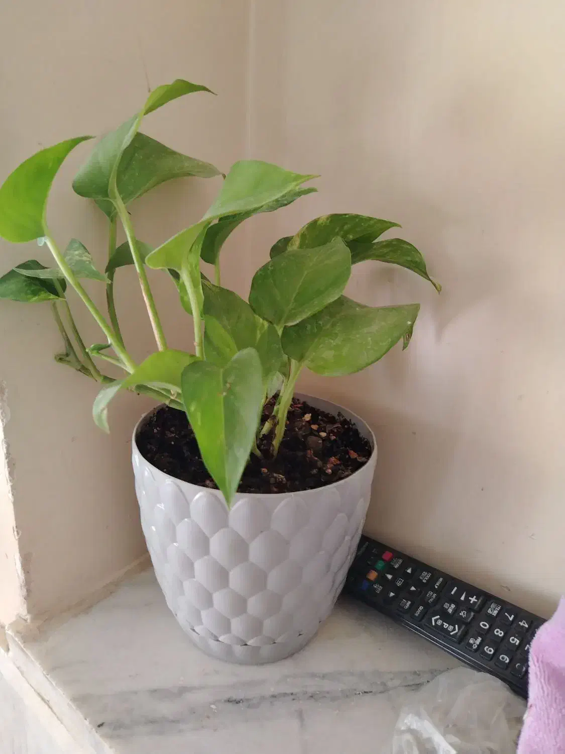 گل لوبیا (پتوس)|گل و گیاه طبیعی|نجفآباد, امام خمینی|دیوار