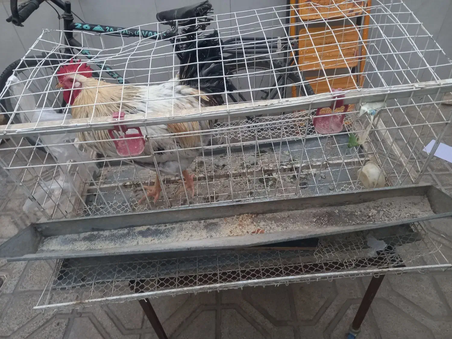 قفس مرغ|حیوانات مزرعه|مشهد, شهید قربانی|دیوار