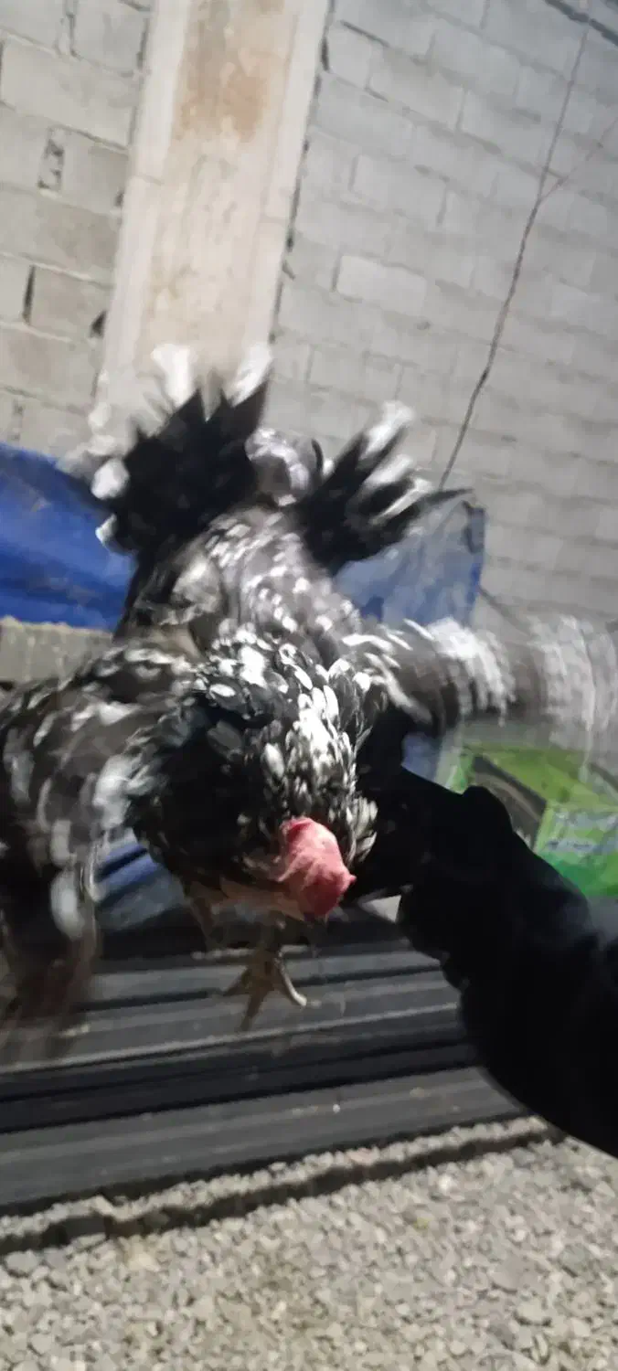 مرغ|حیوانات مزرعه|ساری, |دیوار