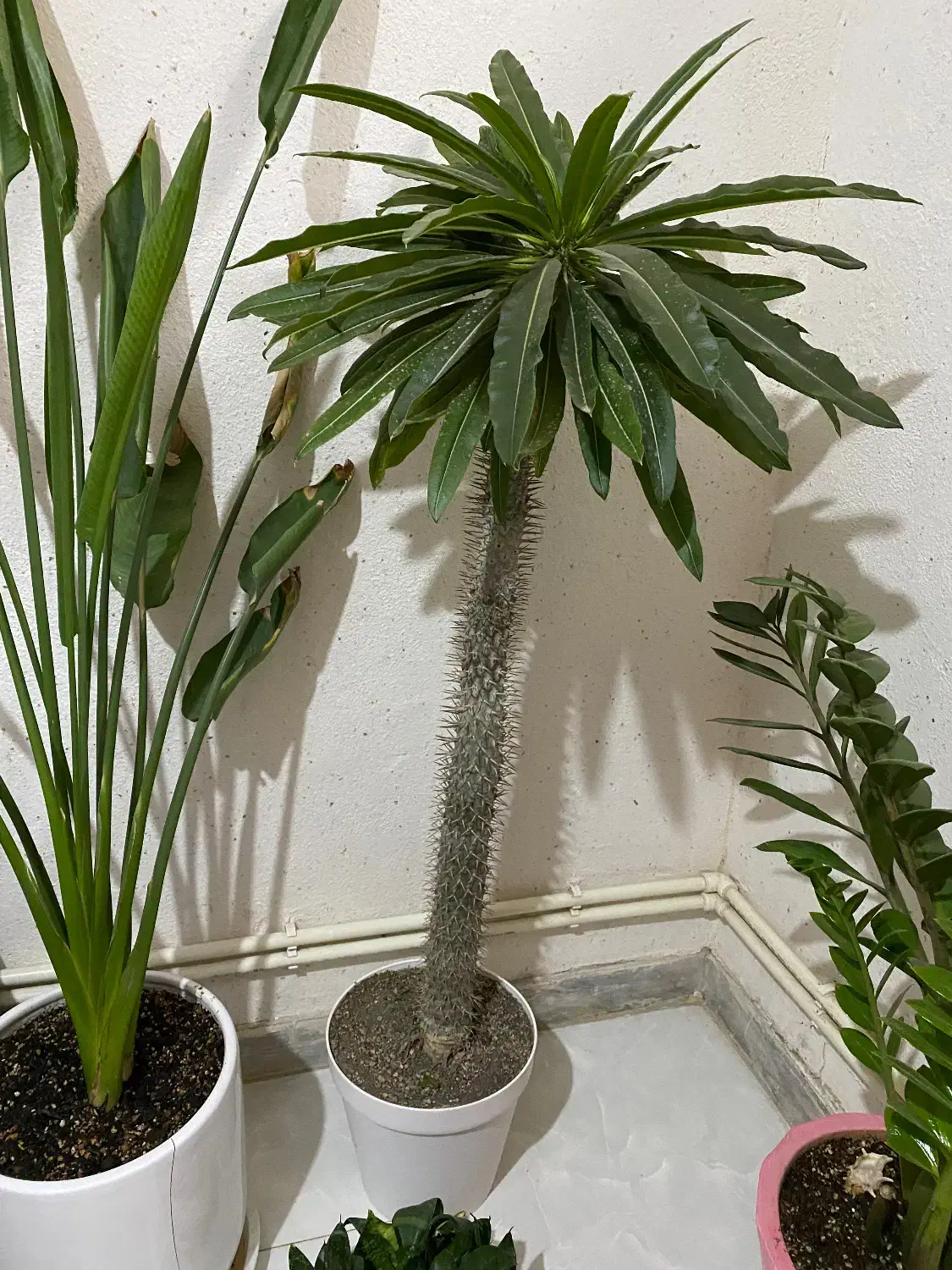 کاکتوس غول پیکر صخره ای|گل و گیاه طبیعی|هشتگرد, فاز ۱ مهستان|دیوار