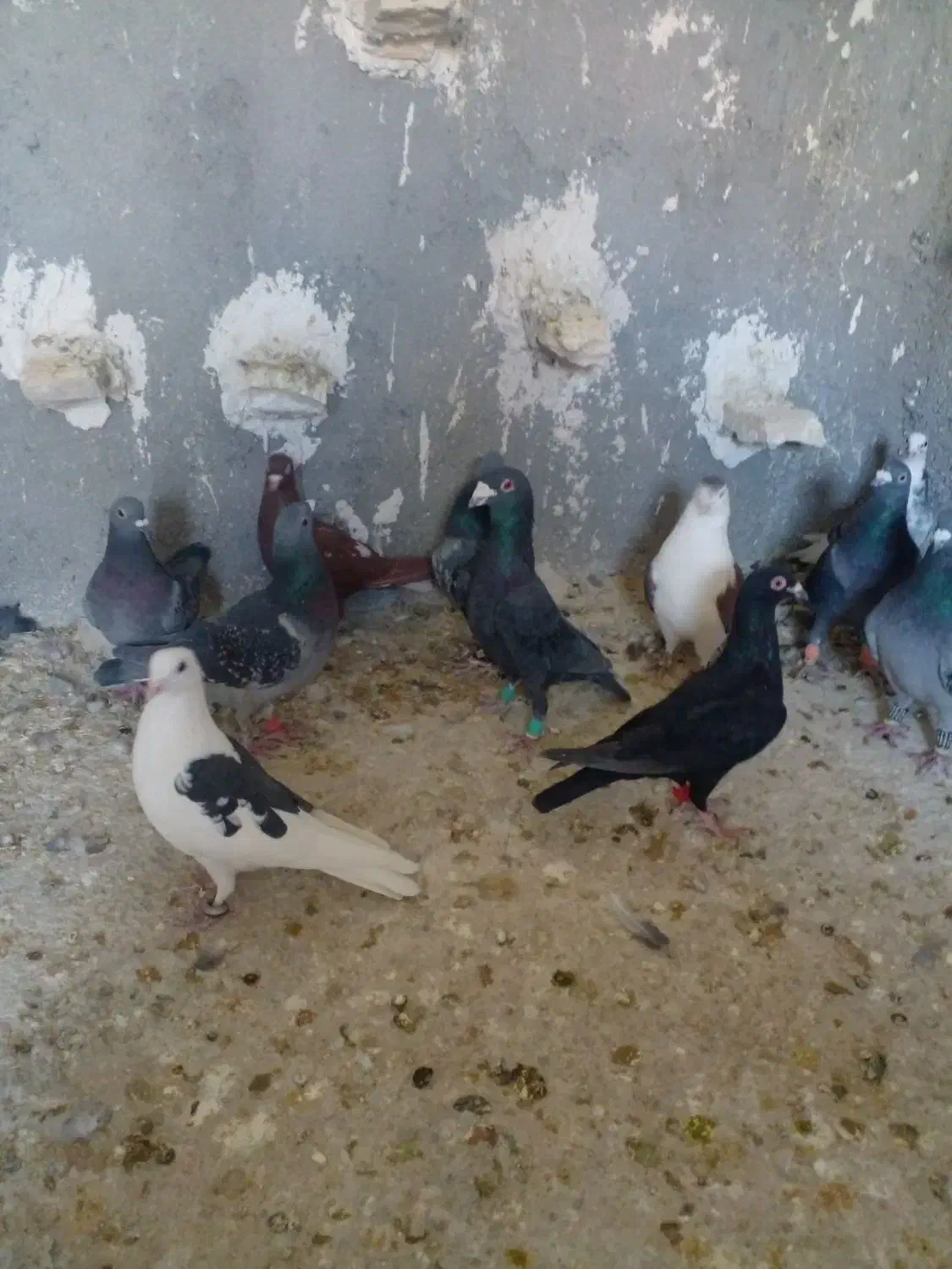 دسته ۳۰تای پلاکی|پرنده|شیراز, کفترک|دیوار