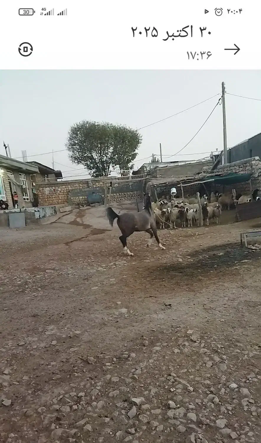 کره اسب کرد|اسب و تجهیزات اسب‌سواری|ری, علایین|دیوار