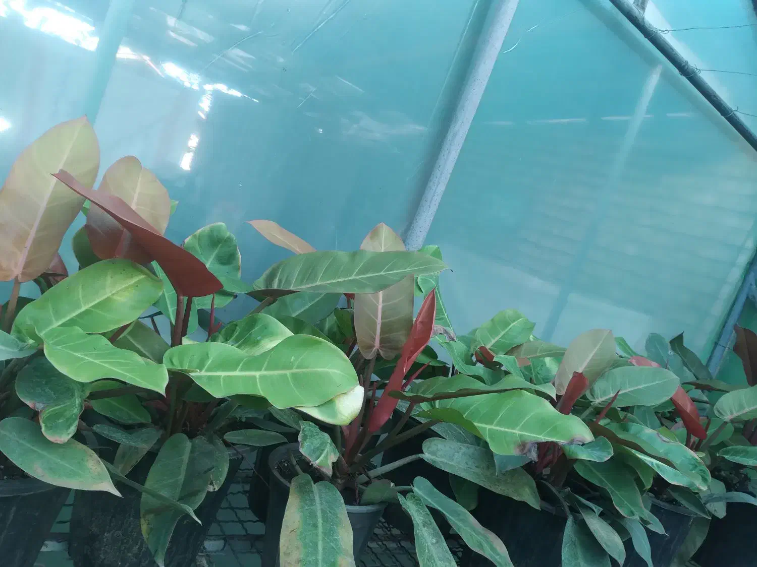 فیلدندرون پرتقالی|گل و گیاه طبیعی|املش, |دیوار