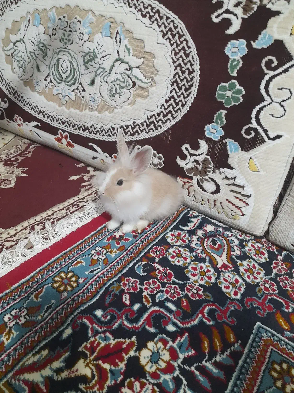 خرگوش|موش و خرگوش|سبزوار, هویزه|دیوار