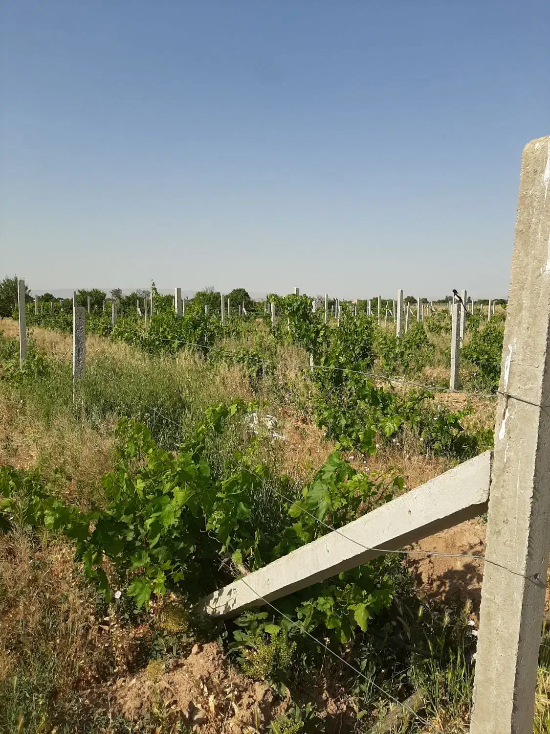 فروش باغچه انگور ۱۶۵۰متری داربستی|فروش زمین و ملک کلنگی|هشتگرد, شهرک دانش|دیوار