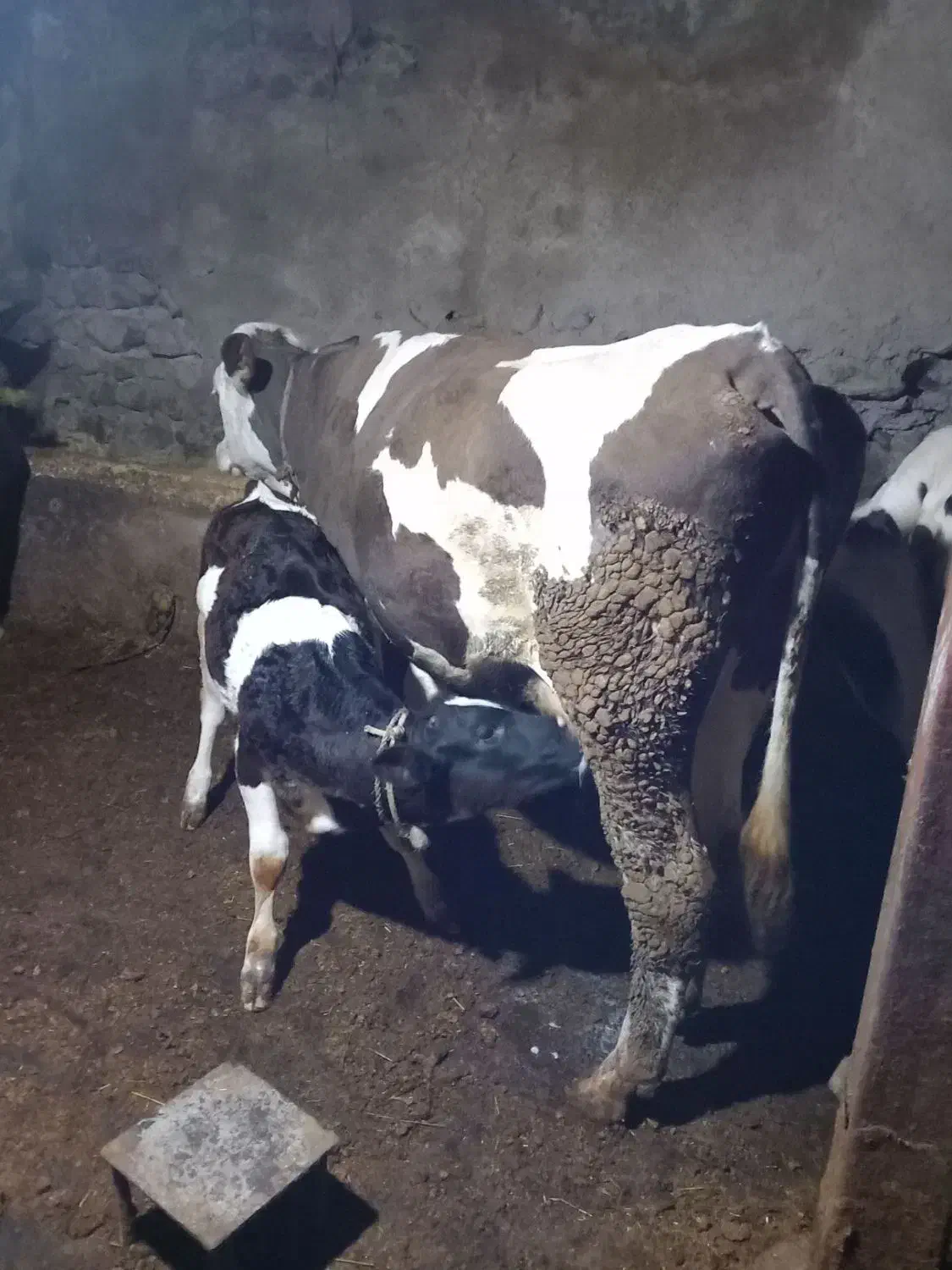 گاو گوساله|حیوانات مزرعه|هشترود, |دیوار