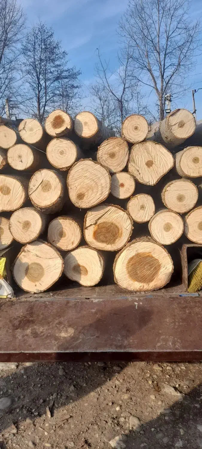 خریدچوب وانواع درختان باغی قطع برش هرس|خدمات باغبانی و درختکاری|نوشهر, |دیوار