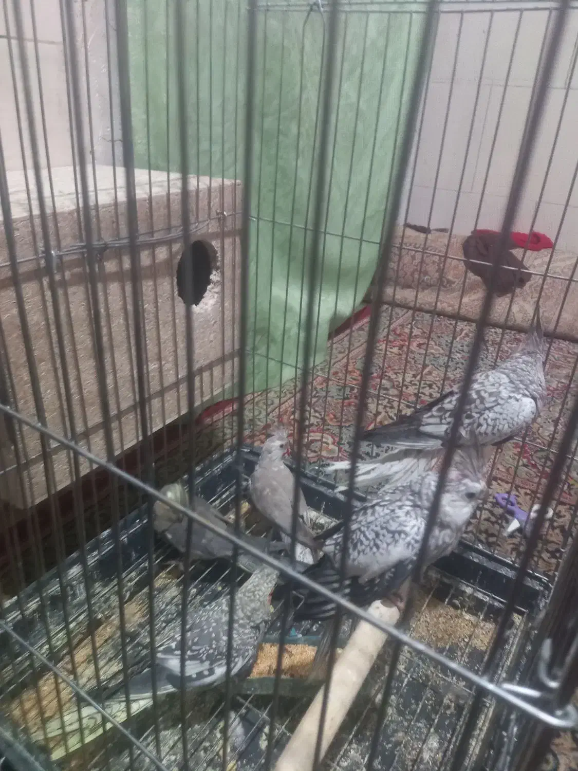 عروس هلندی|پرنده|میبد, |دیوار