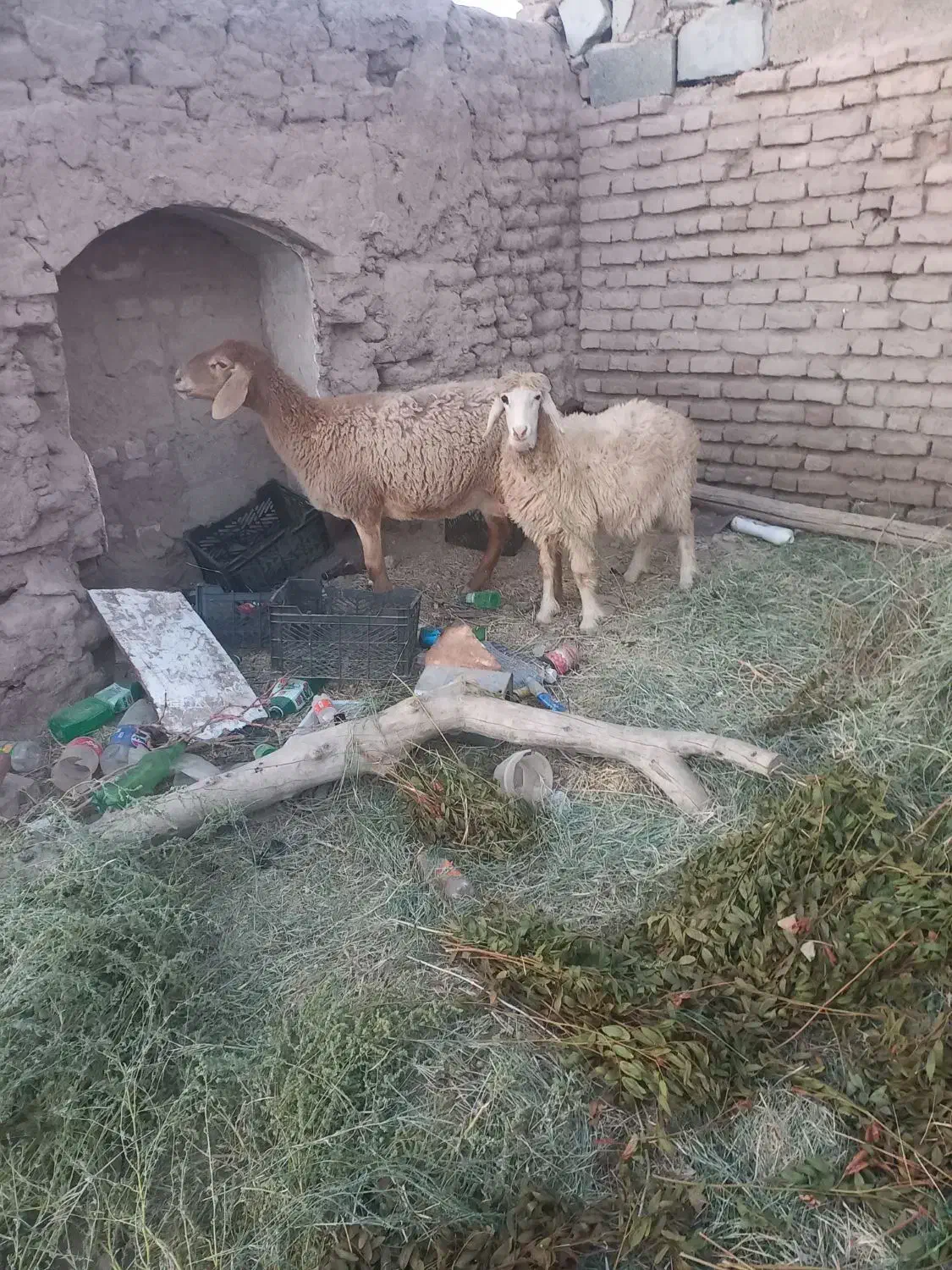 سلام یک عدد میش بره،دورگ چینی|حیوانات مزرعه|سیرجان, |دیوار