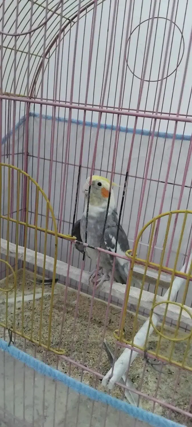 عروس هلندی (نر)|پرنده|ارومیه, |دیوار